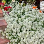 Fleurs - Alysse Corbeille d'Argent - face recto